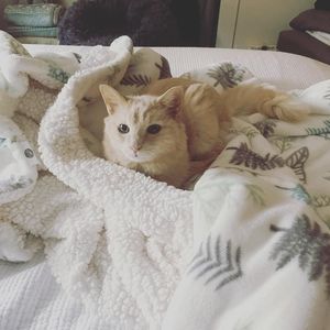 Meet your Posher, Rose